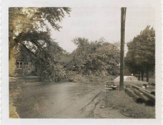 Black and white image of a tree downed during a storm, house visible on left, car and utility p…